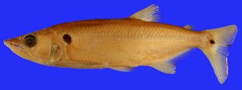 Media type: image; Ichthyology 45256